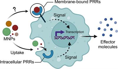 Can evolutionary immunology decode micro and nanoplastic challenges?